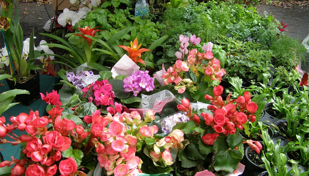 GardenFest Coral Springs The Walk of Coral Springs